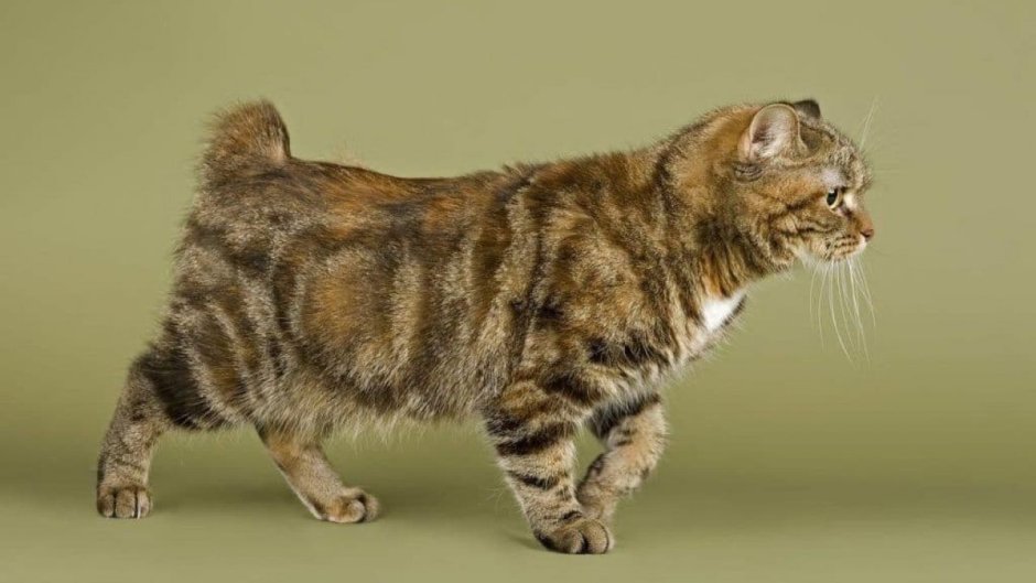 Американский бобтейл короткошёрстный