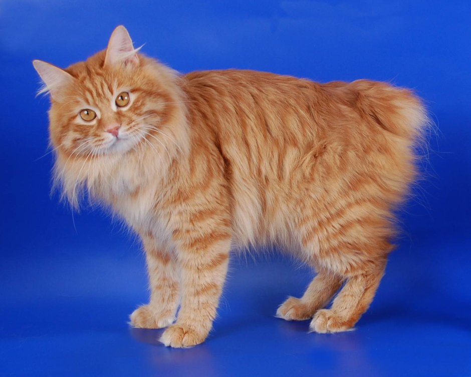 Мэнкс Курильский бобтейл