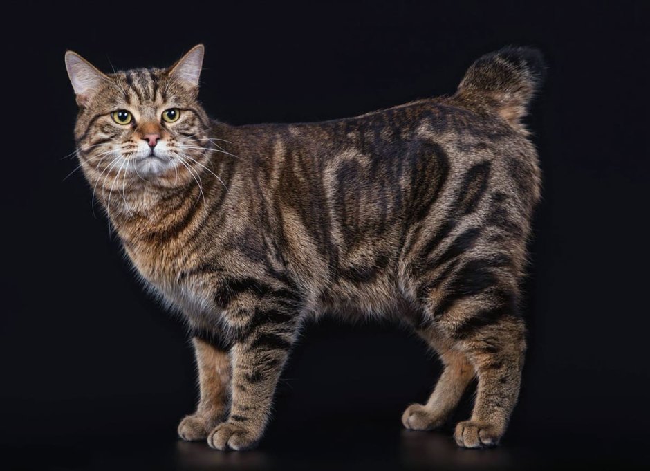 Курильский бобтейл