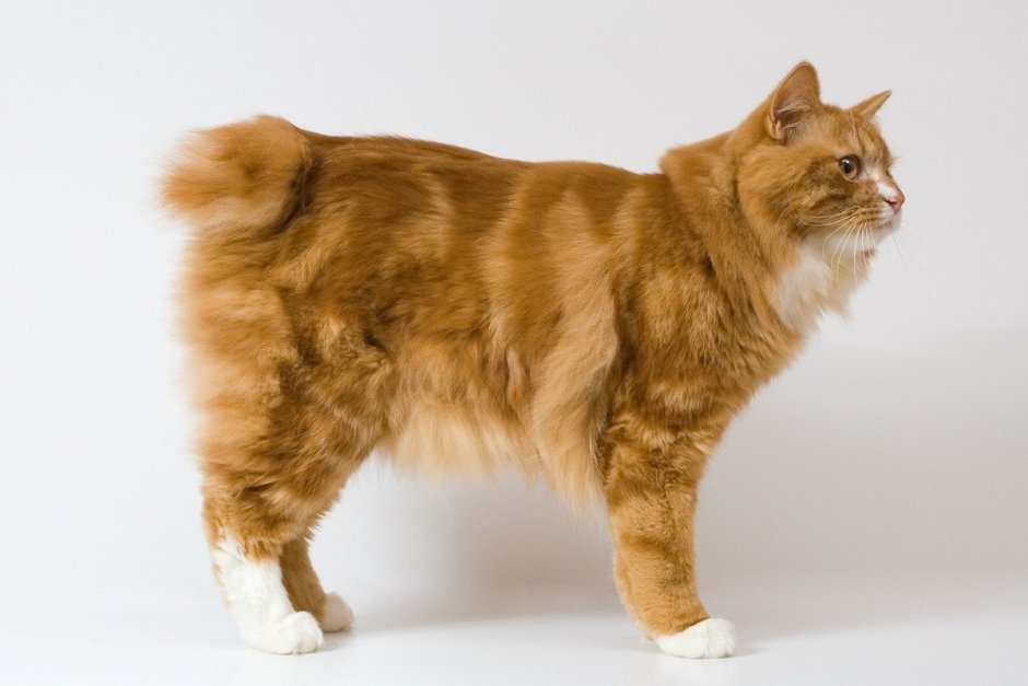 Японский бобтейл кошка трехцветная