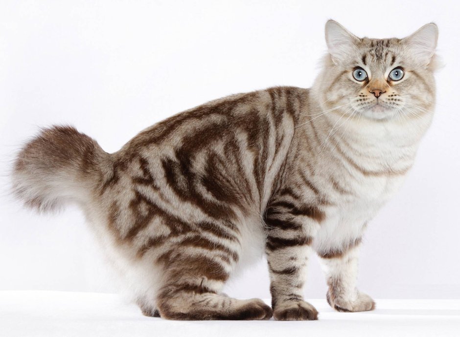 Американский бобтейл короткошёрстный