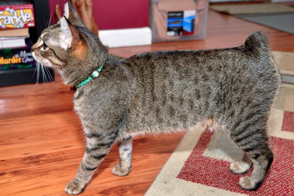 Курильский бесхвостый бобтейл черный