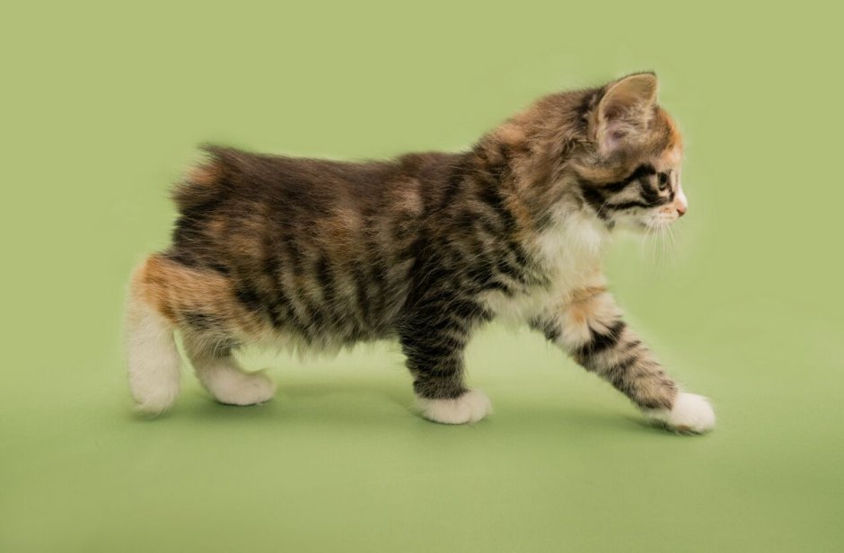 Порода кошек серая бесхвостая