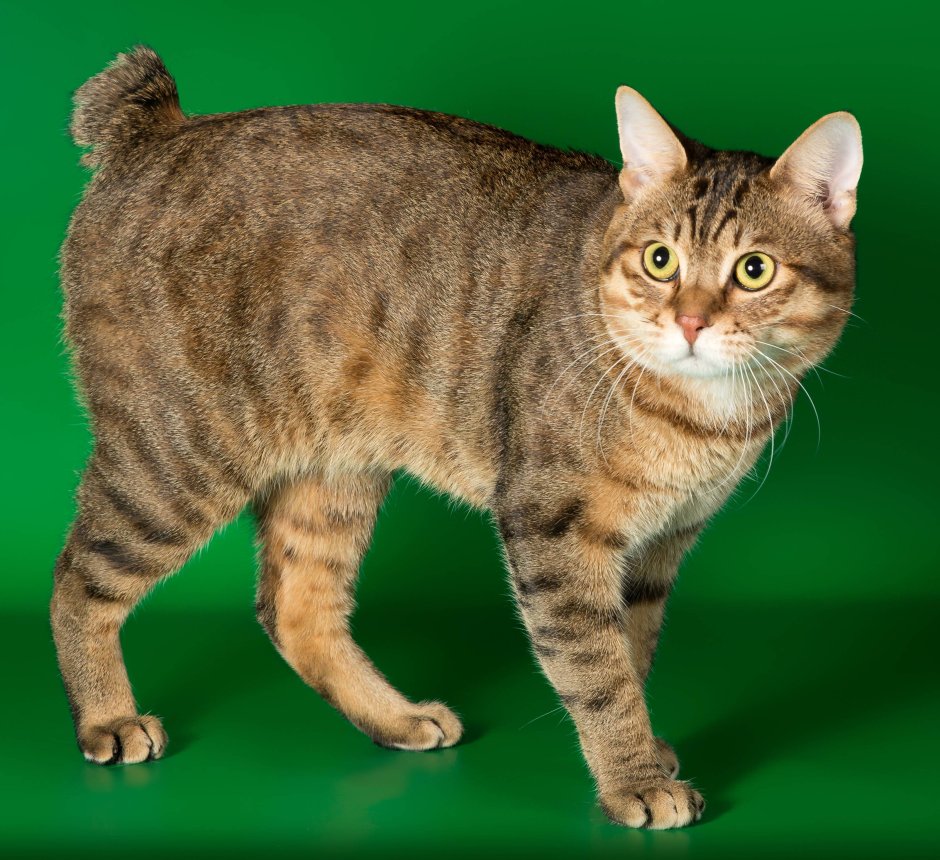 Курильский бобтейл полосатый