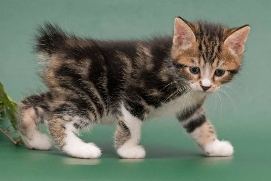 Курильский бобтейл трехцветный