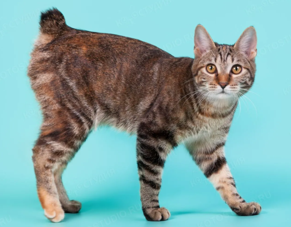 Курильский бобтейл рыжий