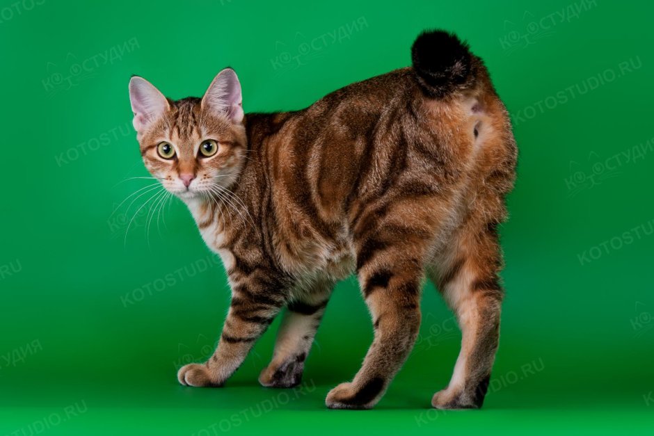 Американский бобтейл короткошёрстный