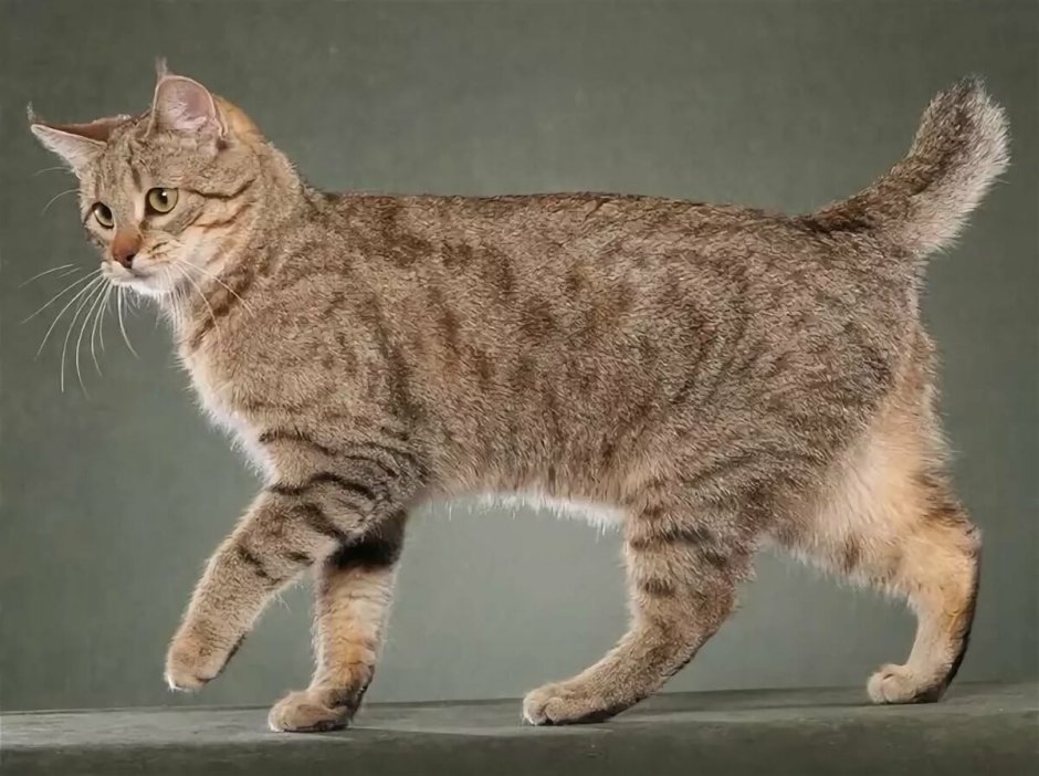 Курильский бобтейл биколор