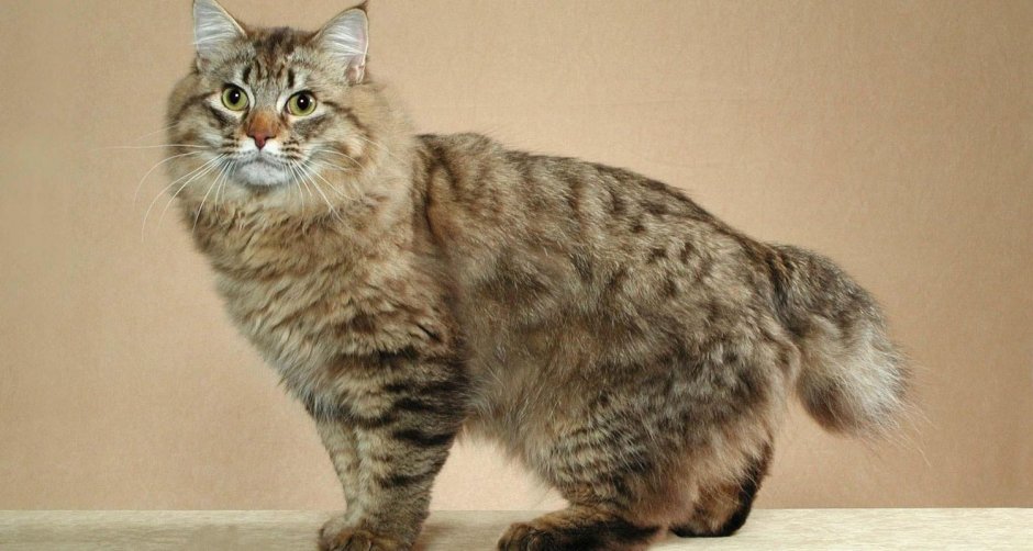 Бобтейл кошка