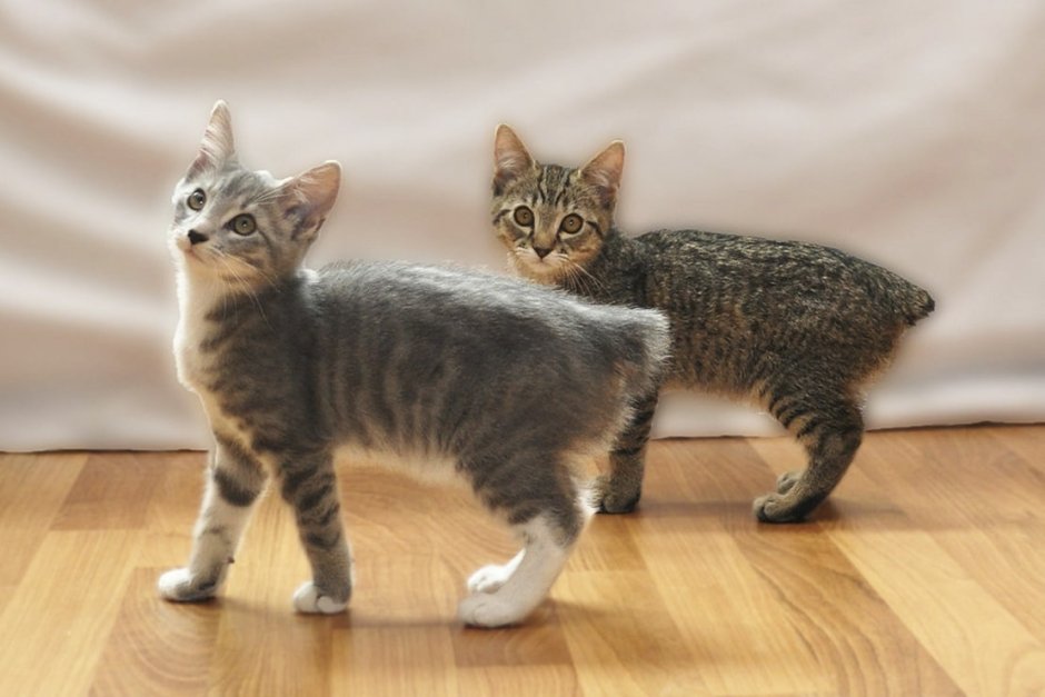 Ноэль Фицпатрик и кот Оскар