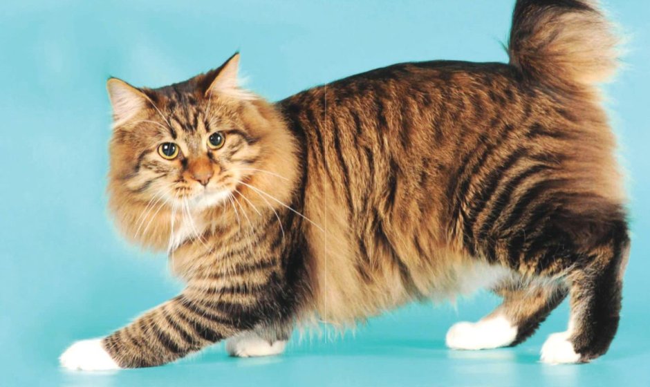 Курильский бобтейл