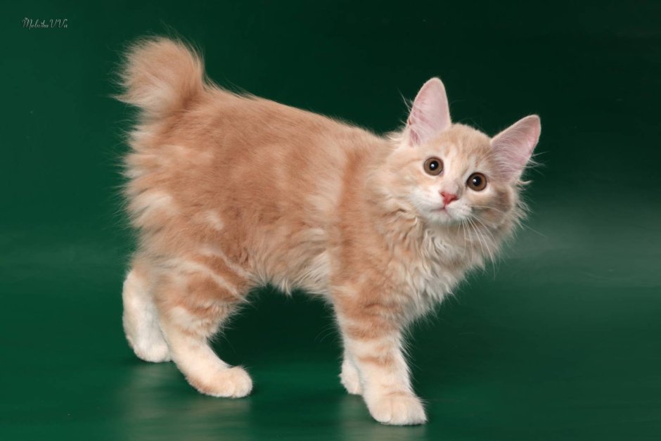 Кёрл кошка короткохвостых