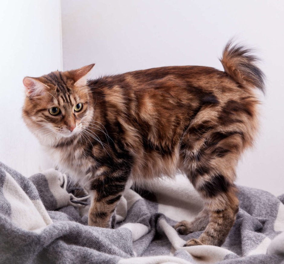 Бобтейл Мэнкс