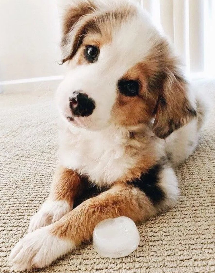 Лохматая собака