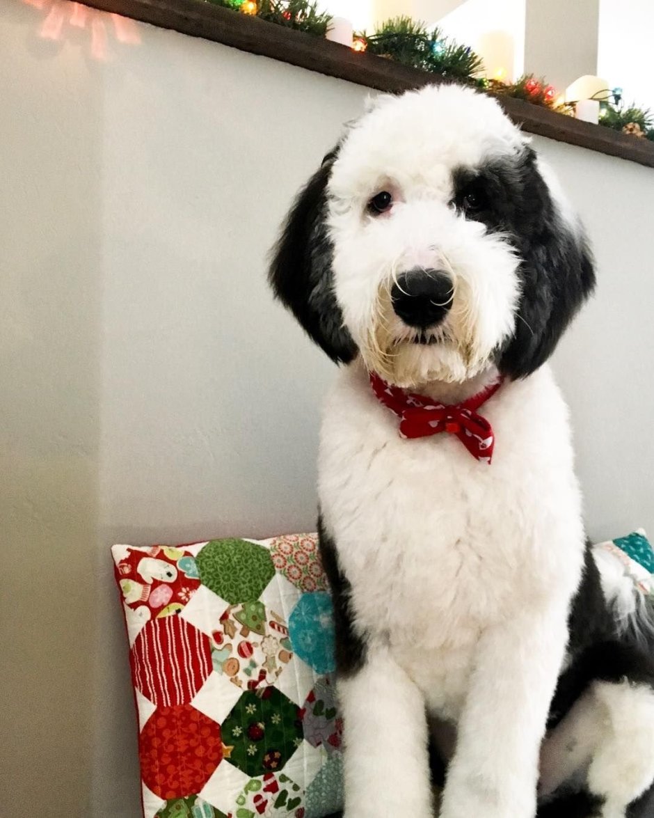 Mini Micro Sheepadoodle