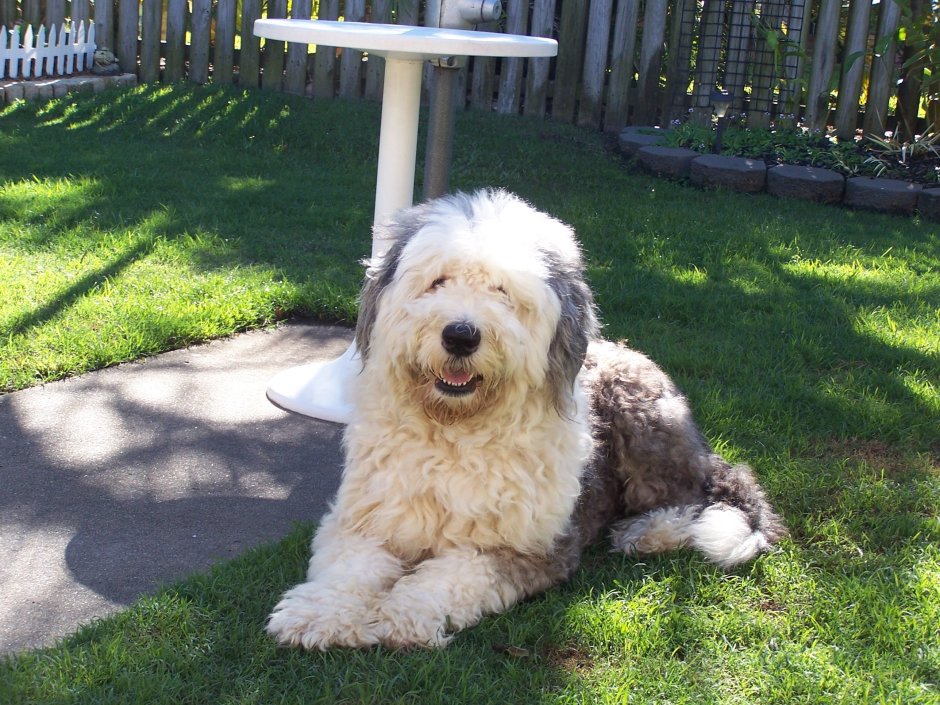 Пудель терьер Мерль