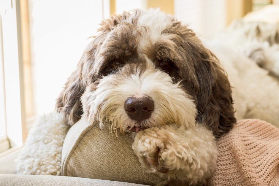 Собака бежит по дорожке