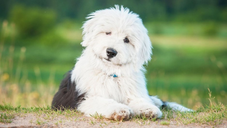 Бобтейл собака