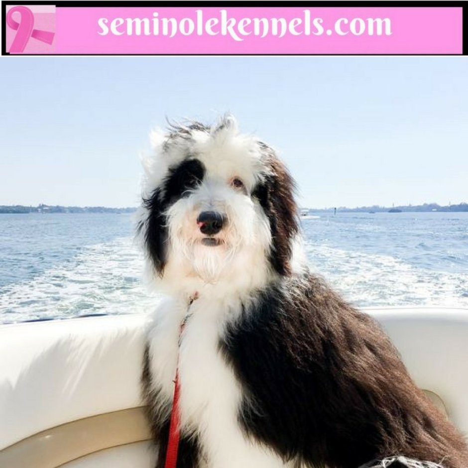 Порода Голдендудль