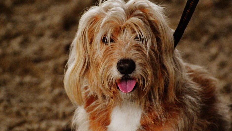 Blue Merle Aussiedoodle