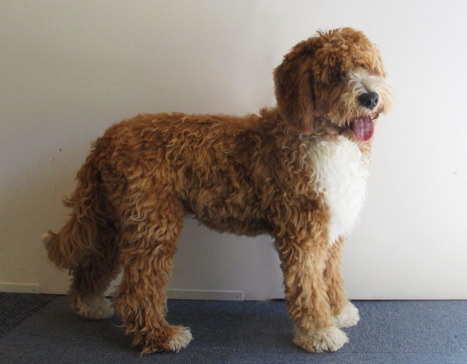 Аусси или лабрадудль