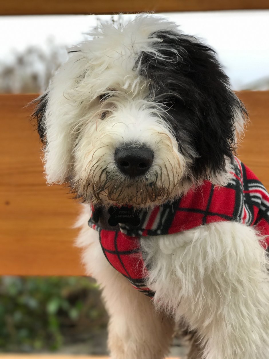 Sheepadoodle порода собак