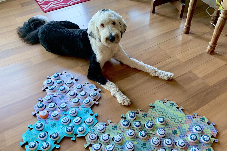 Немецкая овчарка и пудель