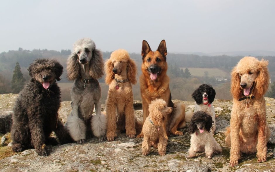 Бобтейл собака Южнорусская овчарка