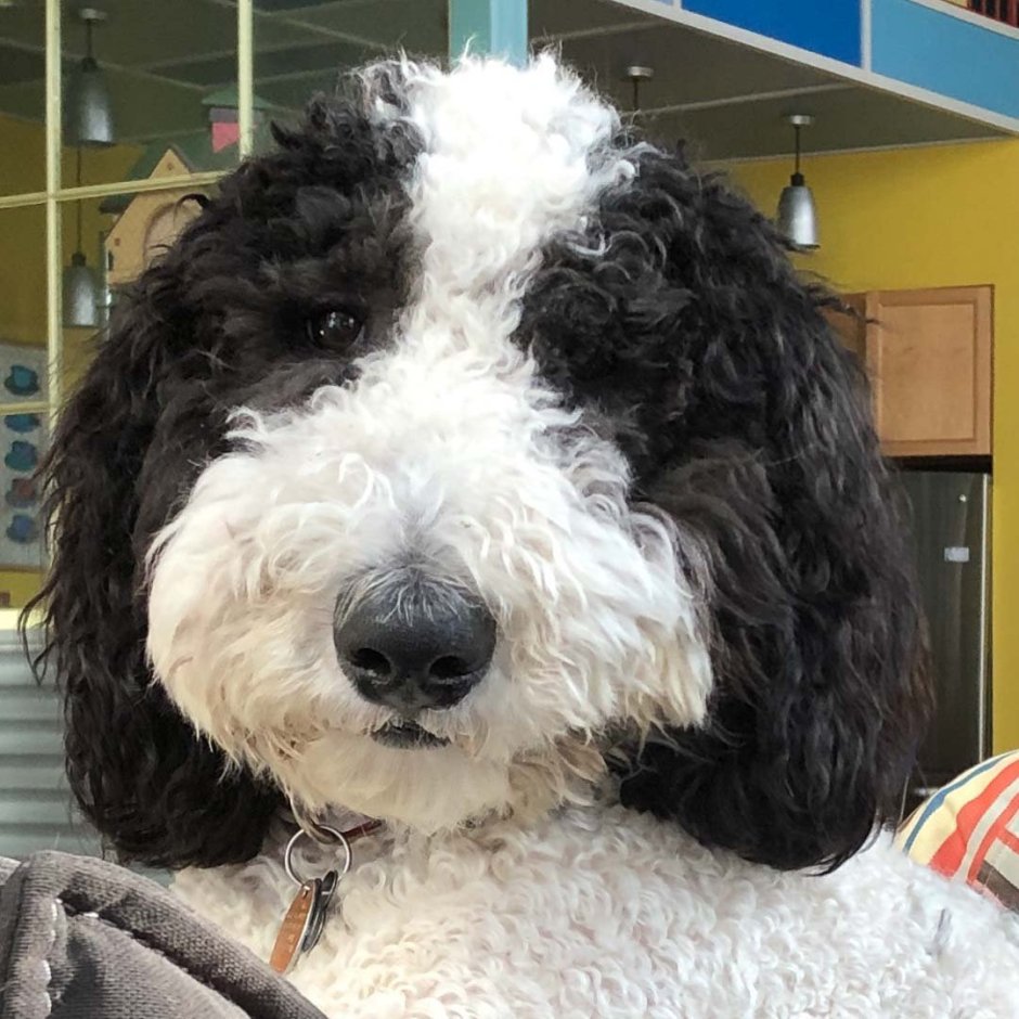 Шепадудль фото щенка