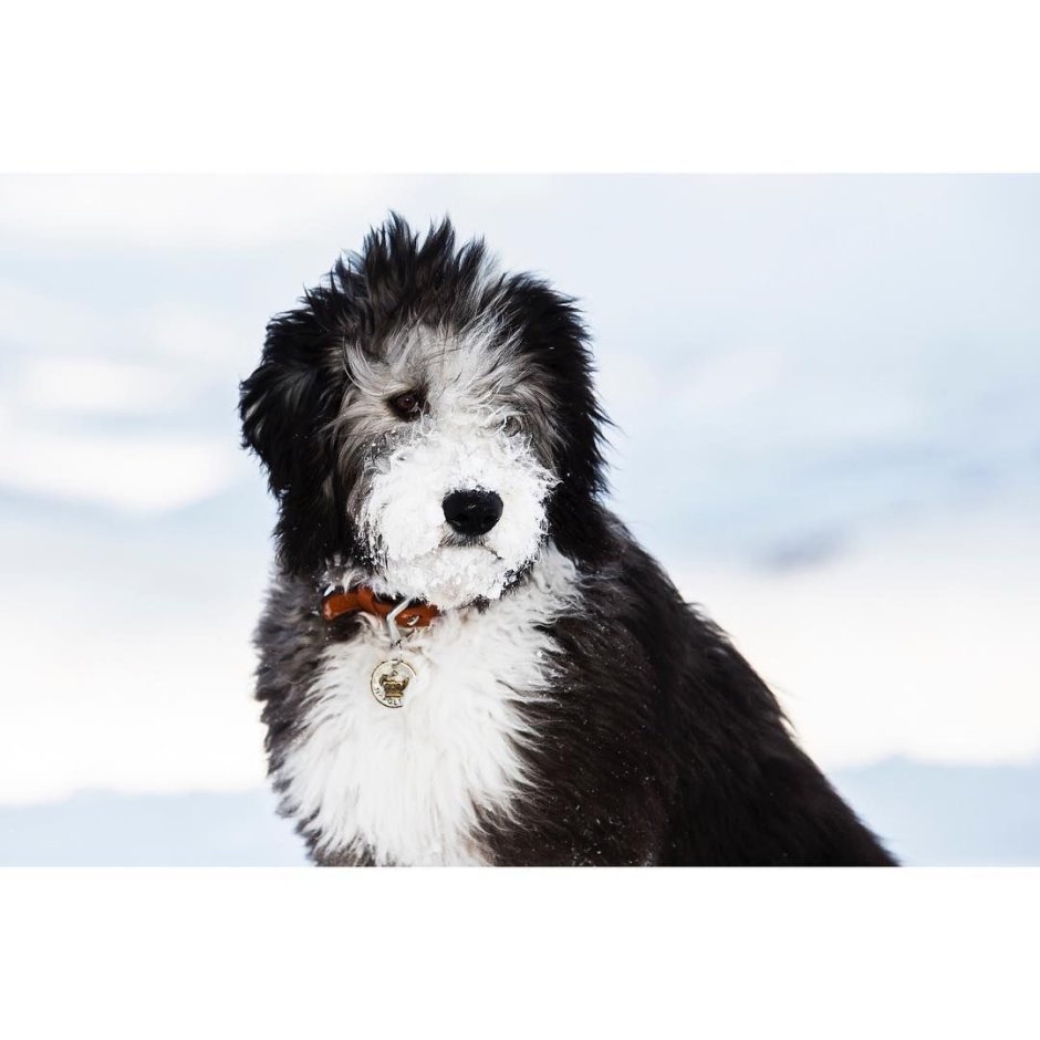 Груминг Шепадудля