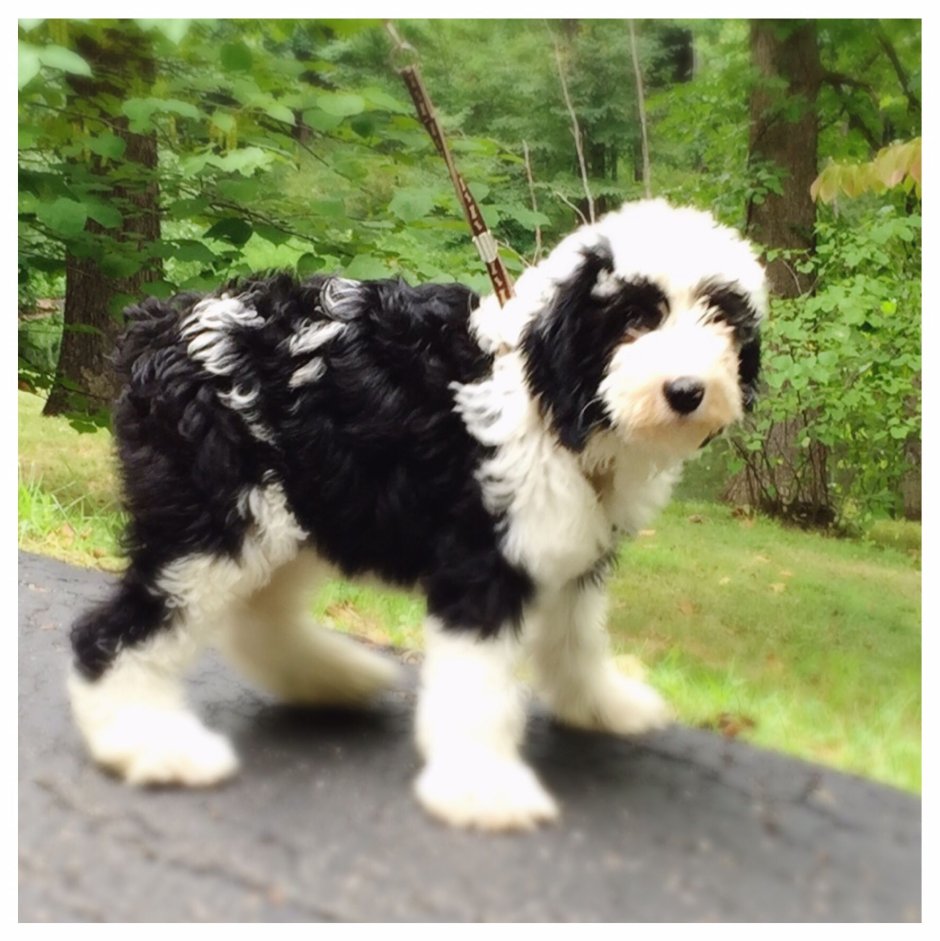 Кавашон собака