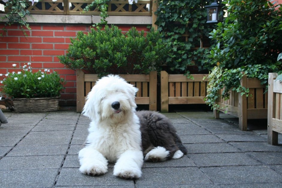 Шипердудл порода