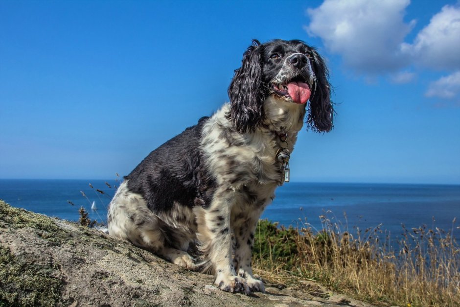 British Spaniel