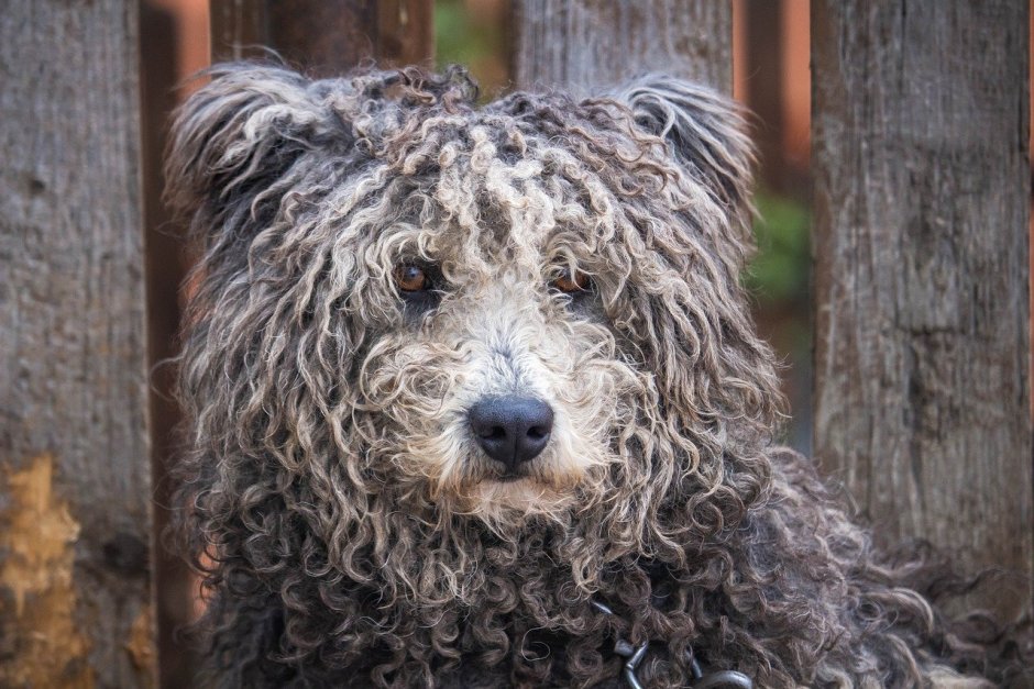 Шепадудль фото