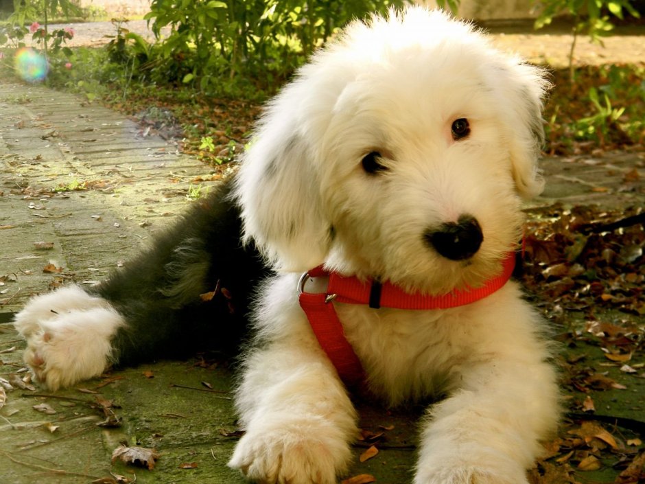 Милые щеночки