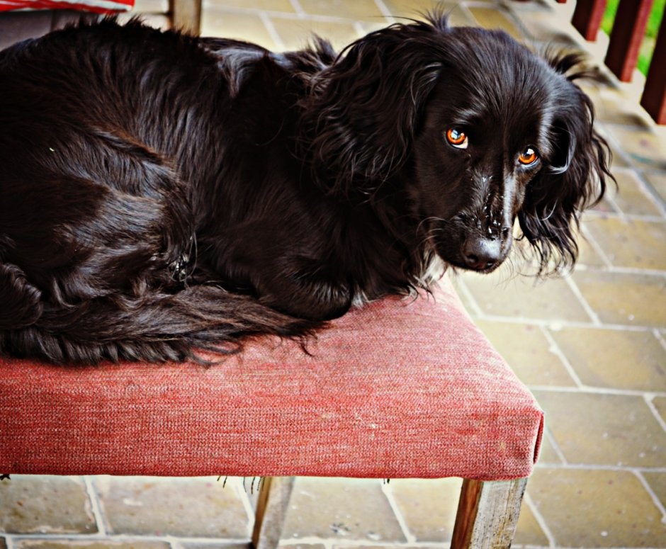 Королевский пудель и немецкая овчарка