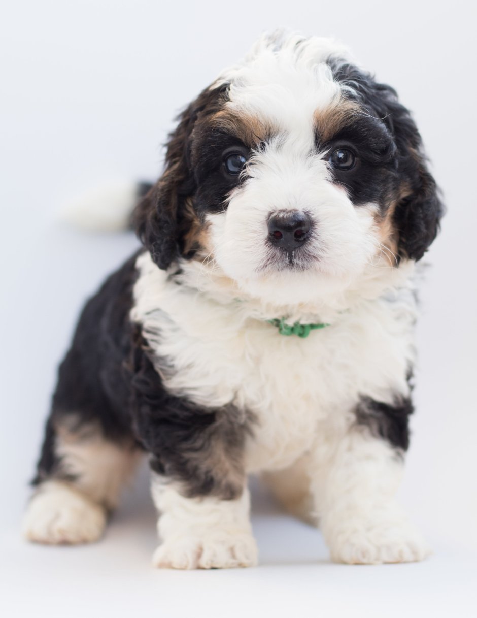 Sheepadoodle Puppy, Sheepadoodle, Puppies