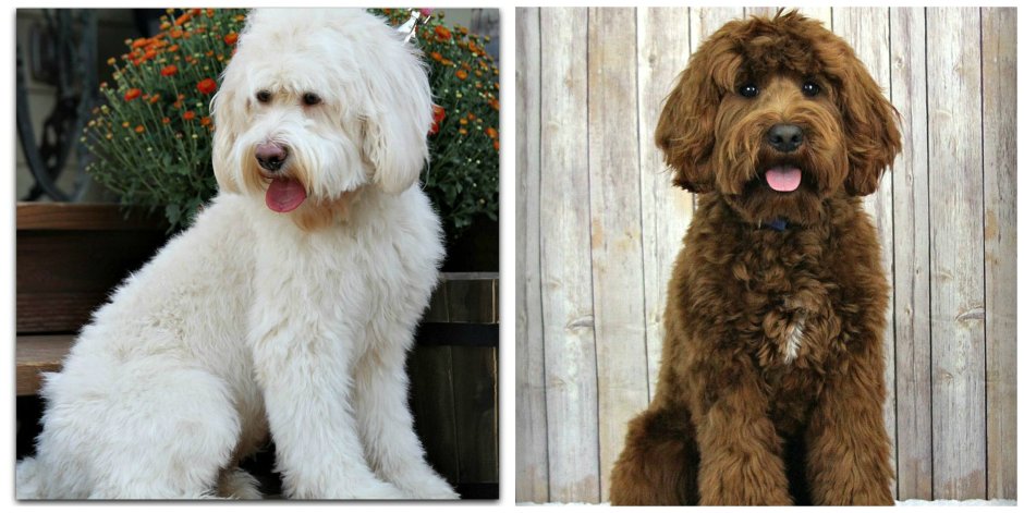 Щенки бобтейла фото