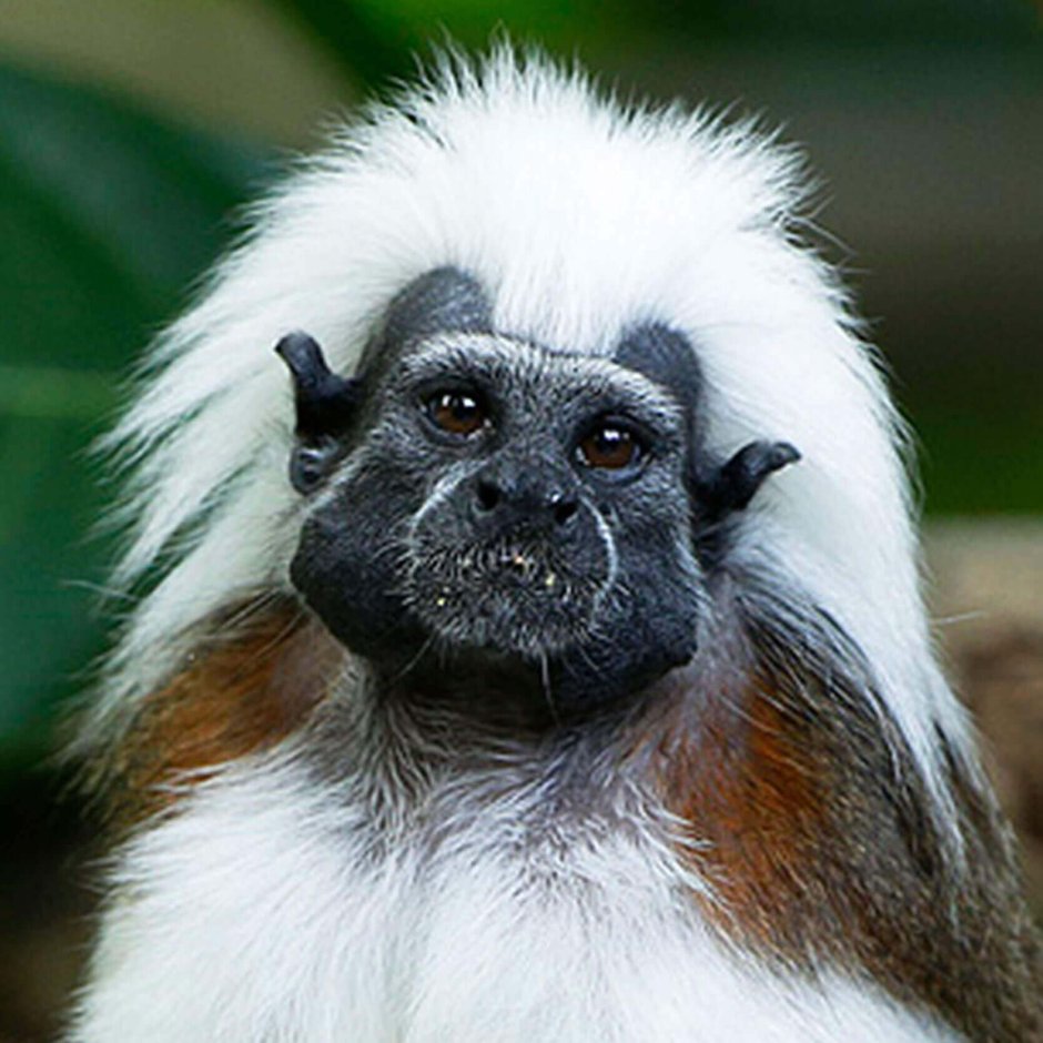 Cercopithecus Lomamiensis