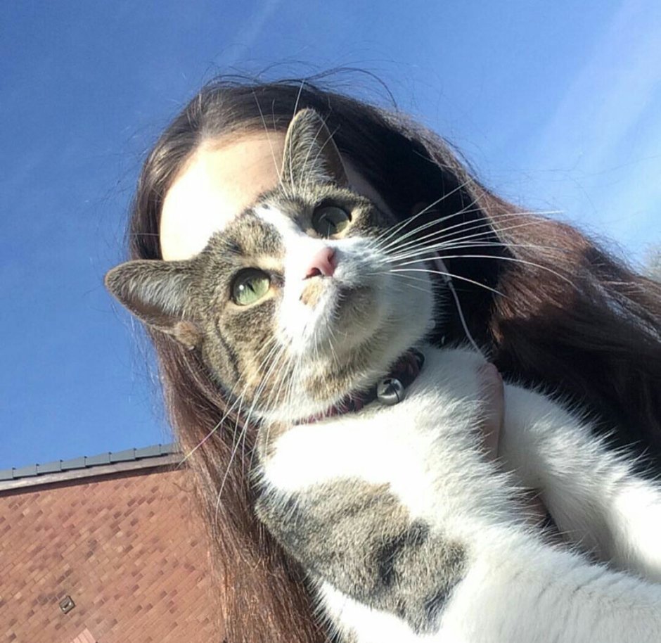 Кошка с бородой