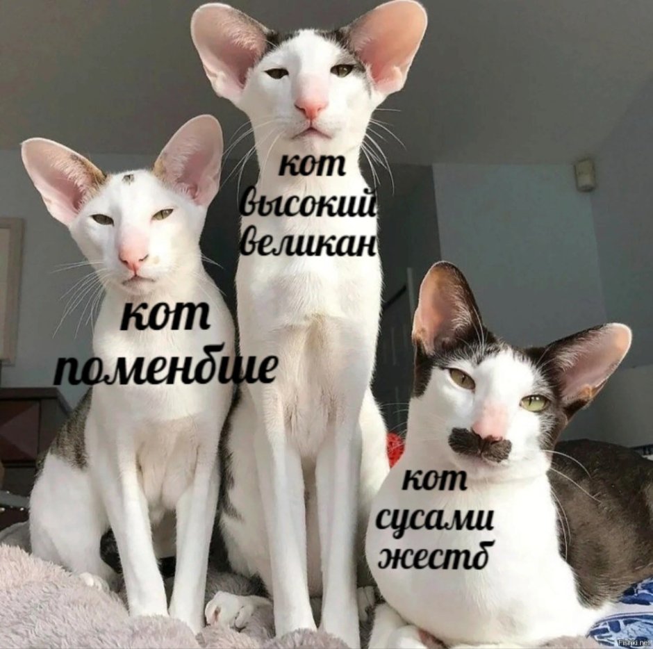 Отдам кота прикол