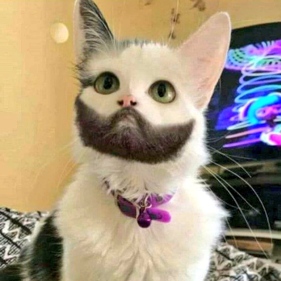 Кошка с косыми глазами