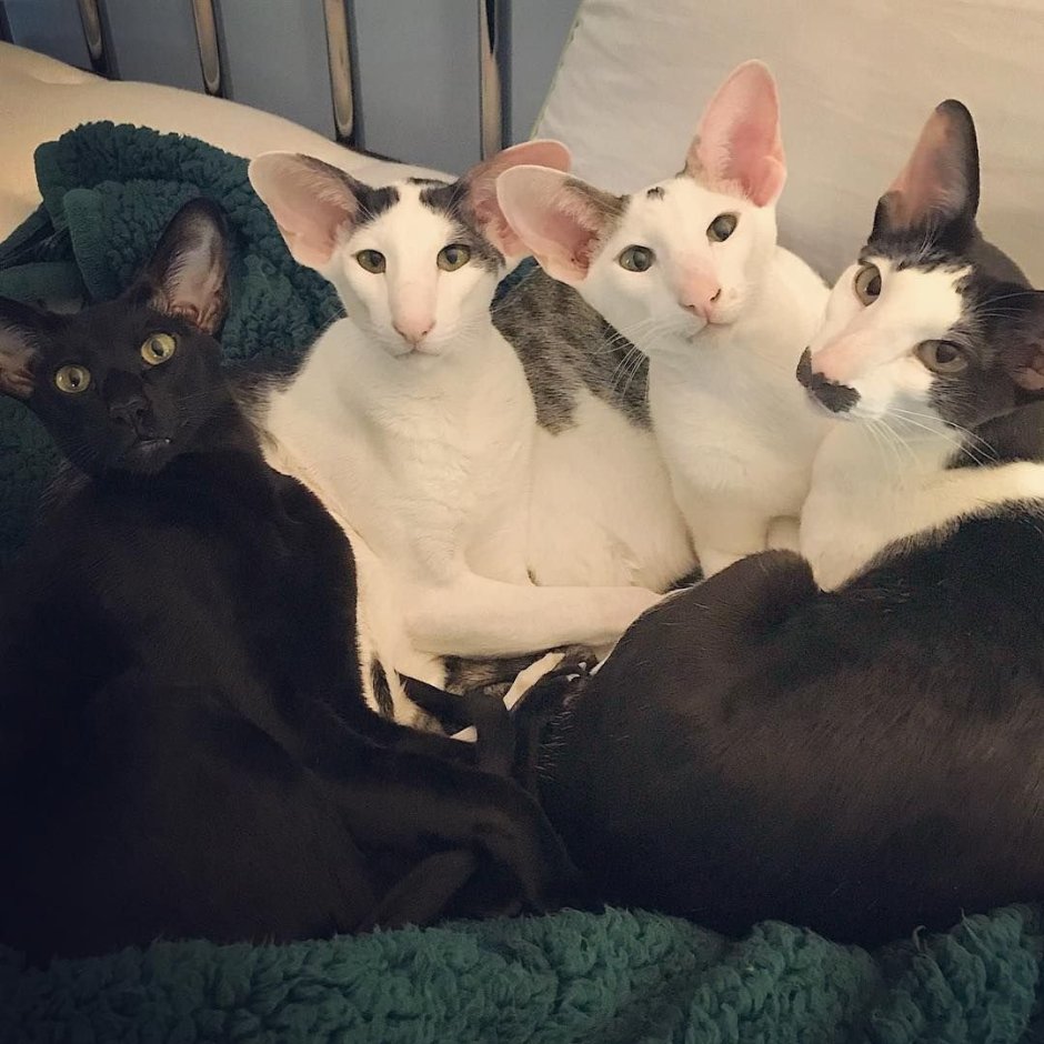 Вельш корги и кот