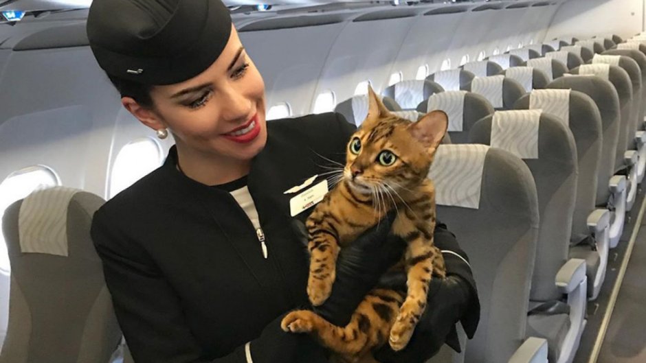 Коты ориенталы грузины