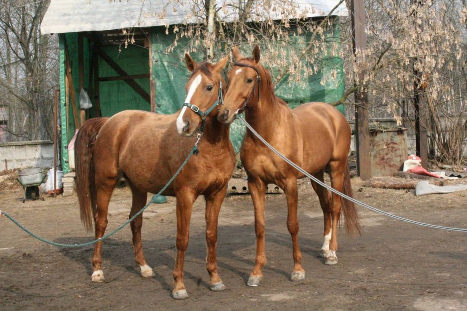 Домашние животные лошадь