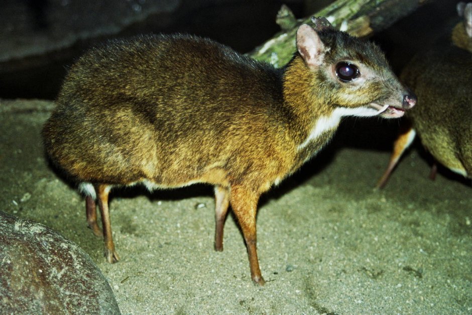 Малый канчиль Tragulus javanicus)