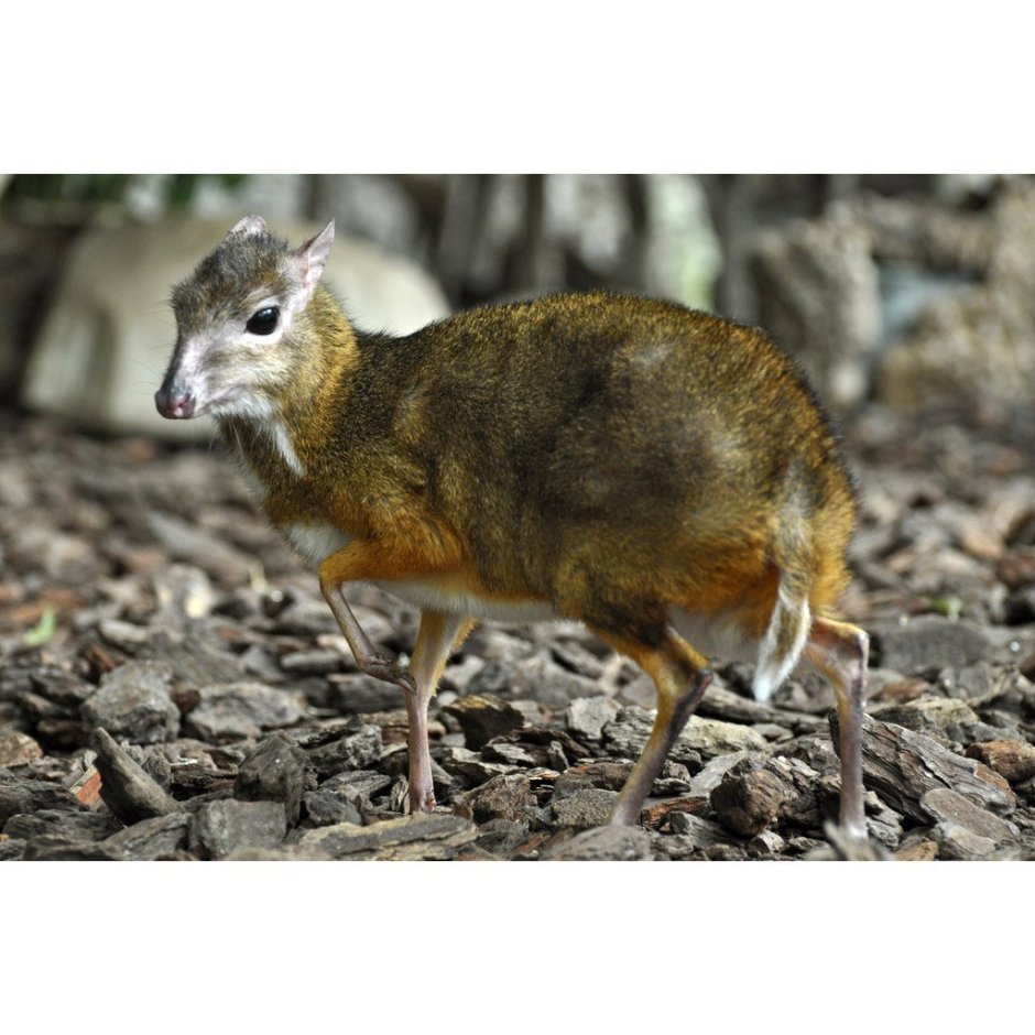 Карликовая антилопа (Neotragus pygmaeus)