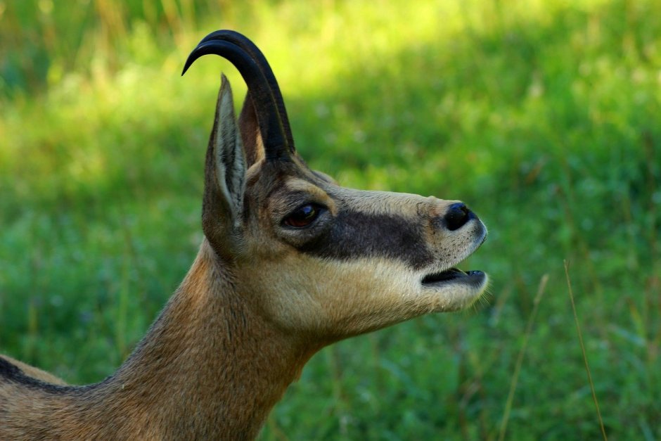 Косуля Сибирская (capreolus pygargus Pall.)