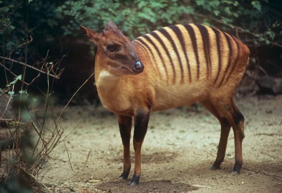 Dorcatragus megalotis