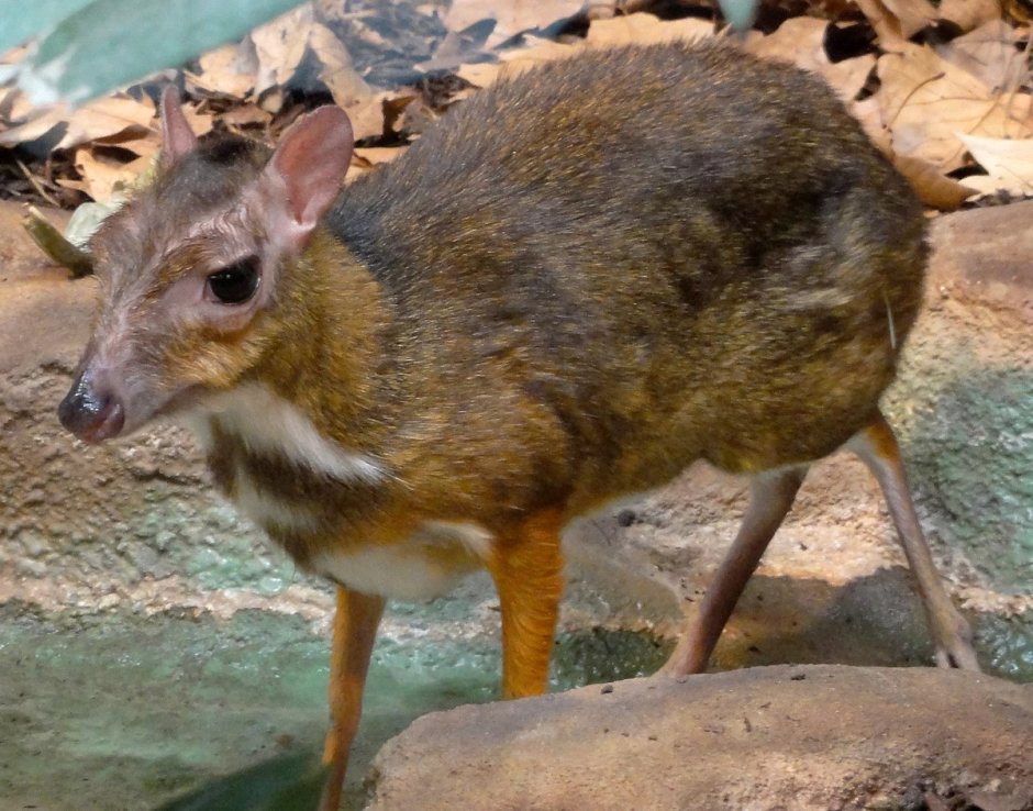 Сахалинская кабарга Moschus moschiferus sachalinensis
